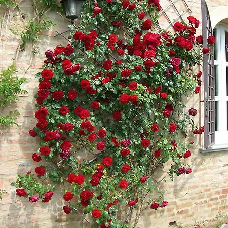 Monterosoli بالايا